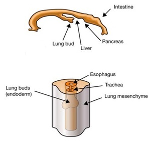 Development of Trachea - Embryology of the respiratory system