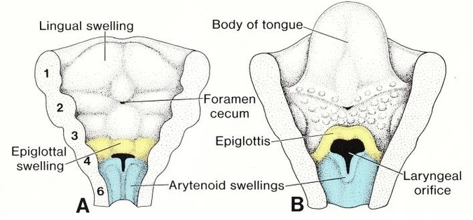 Development of Larynx - Embryology of the respiratory system